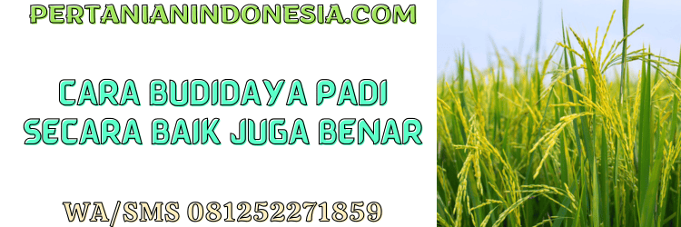 cara,budidaya,padi,budidaya padi,pertanian indonesia